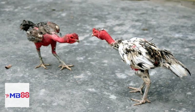 Đá gà đòn - Đề cao đòn thế và khả năng áp lực đối thủ Đá gà đòn - Đề cao đòn thế và khả năng áp lực đối thủ