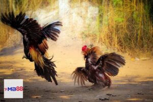 hinh anh da ga 0624297689 amb888vip.world