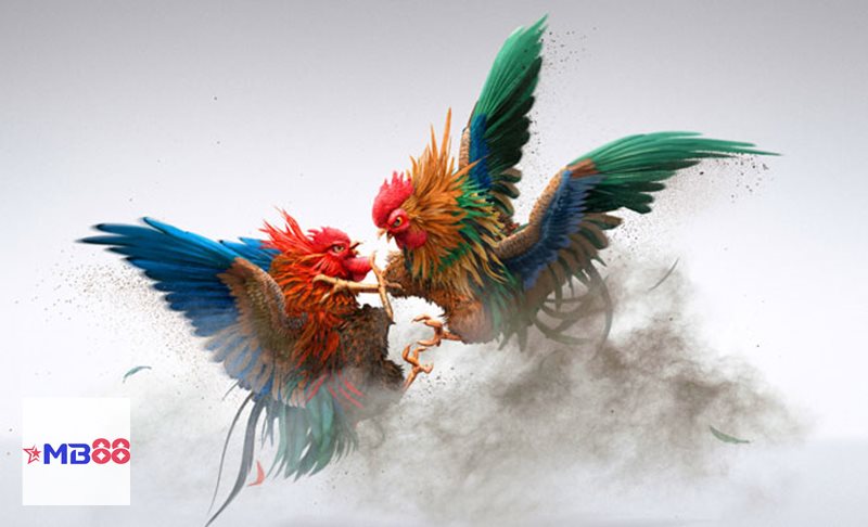 Đá gà tre - Chiến kê linh hoạt, lối đá giàu tính biến hóa Đá gà tre - Chiến kê linh hoạt, lối đá giàu tính biến hóa