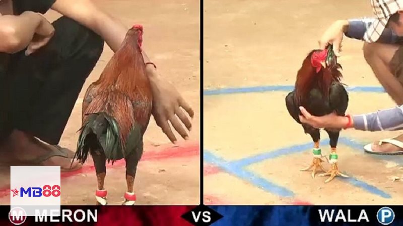 Đá gà đòn - Sức bền là yếu tố ảnh hưởng lớn đến kết quả Đá gà đòn - Sức bền là yếu tố ảnh hưởng lớn đến kết quả