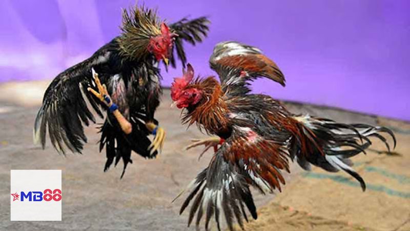 Đá gà MB888 - Nắm kỹ quy định trước khi chọn cửa