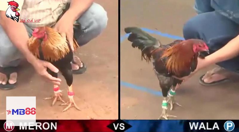 hinh anh da ga 0624308846 amb888vip.world 1