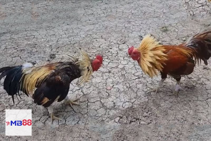 Đá gà MB888 - Chất lượng theo dõi trận đấu rõ ràng, mượt mà