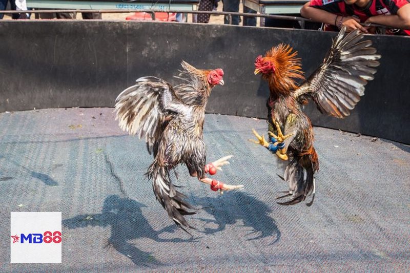 Đá gà đòn - Sức hút đến từ giá trị truyền thống lâu đời Đá gà đòn - Sức hút đến từ giá trị truyền thống lâu đời